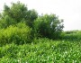 Caernarvon Delta, August 2011 (NWF staff photo)