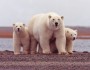 credit, Susanne Miller/USFWS