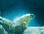 Polar bear at the Maryland Zoo, July 2011 (via Flickr's Michael Bentley)
