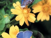 Miami Blue Butterfly