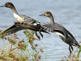 Northern pintails by Larry Hitchens