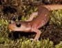 Arboreal Salamander, via Bill Bouton/Flickr
