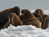 Walrus cows and yearlings on the ice pack