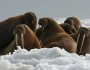Walrus cows and yearlings on the ice pack