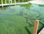 Algal bloom at dock