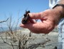 Tar balls in Bay Jimmy