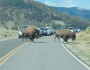 "Just another Buffalo" attracting some attention in Yellowstone this summer.