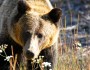Grizzly Bear