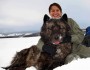 495M while tranquilized for research (Photo: Yellowstone Wolf Project)