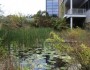 The pond outside of NWF headquarters that provides a source of water for wildlife. Photo credit: MABlevins