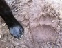 68 Pound Milo's Paw Next to Bear Print