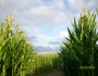 8 ft. corn row and cloudy blue sky