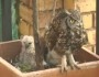 SpottedEagleOwl_Cam_screenshot