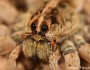Wolf spider by Adam Fleishman