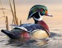 USFWS: 1st place winner of a single wood duck. By Joseph Hautman of Plymouth, Minnesota.