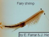 Florida Fairy Shrimp, NOAA