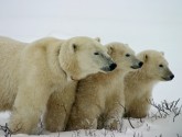 Polar bear family in a snowstorm