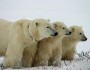 Polar bear family in a snowstorm