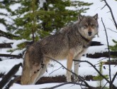 Gray wolf on the banks of the Gardner River in Yellowstone (photo by Beth Pratt)