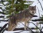 Gray wolf on the banks of the Gardner River in Yellowstone (photo by Beth Pratt)