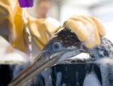 GannetCleaning1_InternationalBirdRescue_219X219