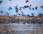 ColoradoSouthPlatteRiverMallardDucks