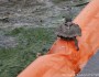 Turtleonoilboom_MichelleBarlondSmith_320x240jpg