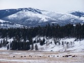 Yellowstone