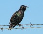 starling