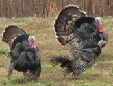 Hopefully this turkey of a story won't fly. Image from Flickr commons.