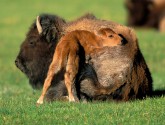 Bison and calf by Dick Forehand