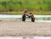 Two Bristol Bay cubs share good polling news
