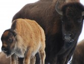 Late bison calf "Zisa" in Yellowstone (photo by Beth Pratt)