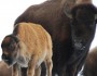 Late bison calf "Zisa" in Yellowstone (photo by Beth Pratt)