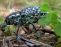 Diamond Weevil, Photo: Flickr/Ian Sutton