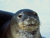 Hawaiian Monk Seal photo by: U. S. Fish and WIldlife Service