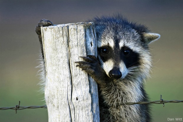 Young raccoon, Quivira Wildlife Refuge, Dan Witt