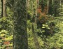 Moss-covered tree, WA, 1927 Credit: Darius Kinsey