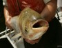 Asian carp/ Photo courtesy USFWS