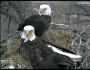 Decorah Bald Eagles (UStream screen shot)