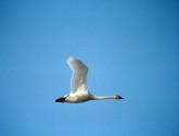 Tundra Swan (U.S. Fish and Wildlife Service)
