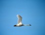 Tundra Swan (U.S. Fish and Wildlife Service)