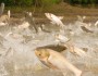 AsianCarp_JasonLindsey_219x219