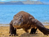 Komodo Dragon
