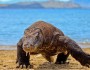 Komodo Dragon