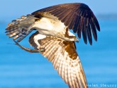 Osprey catching fish