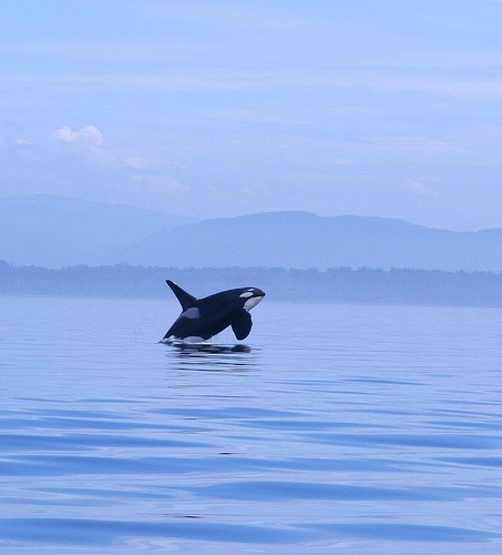 An Orca breaches near Washington State's San Juan Islands (photo: TheGirlsNY/flickr.com)