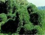 Kudzu (National Park Service)