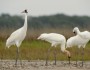 Whooping Cranes
