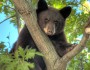 Black Bear cub (photo: Noah Katz)